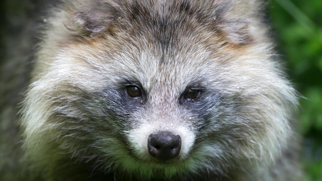 animali-1.jpg