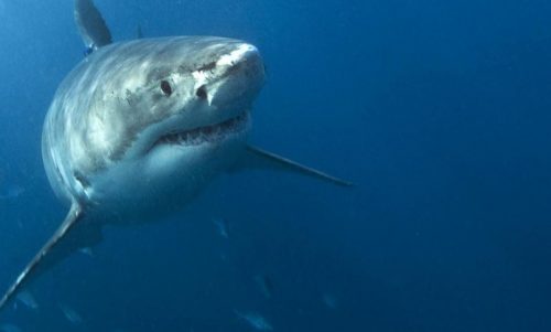 Non accadeva da 60 anni, uomo divorato da uno squalo di 4 metri: “Una scena horror”