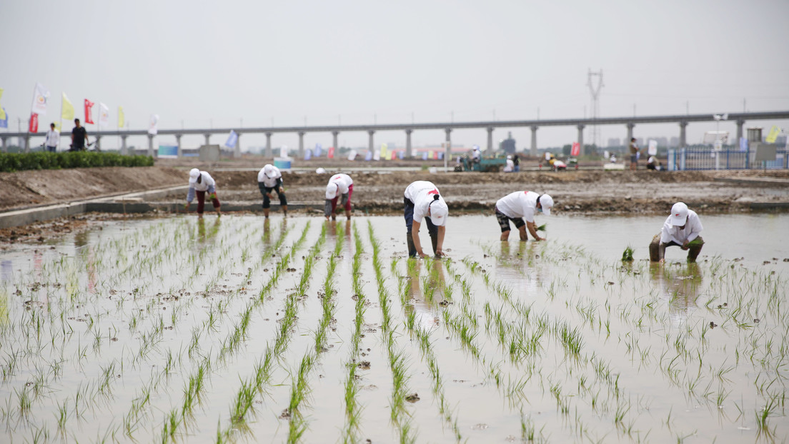 Cina: il riso ‘di acqua salata’ sfamerà 80 milioni di persone
