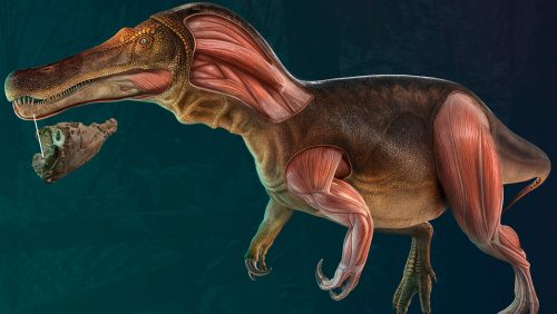 Portogallo: scoperto feroce dinosauro che sostituiva continuamente i denti