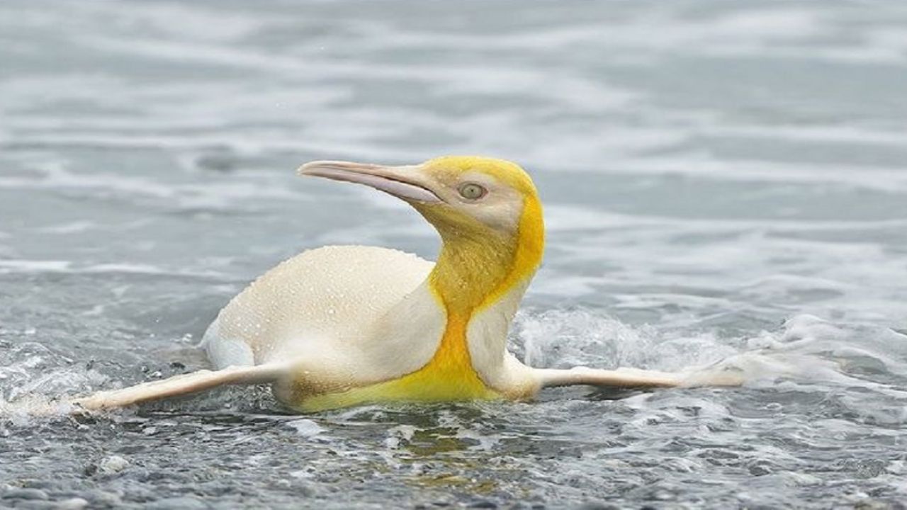 Antartide: avvistato un rarissimo pinguino giallo