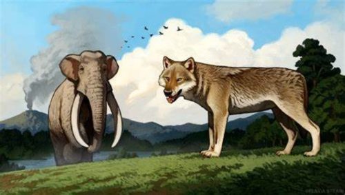 Roma: scoperto il fossile del lupo più antico d’Europa