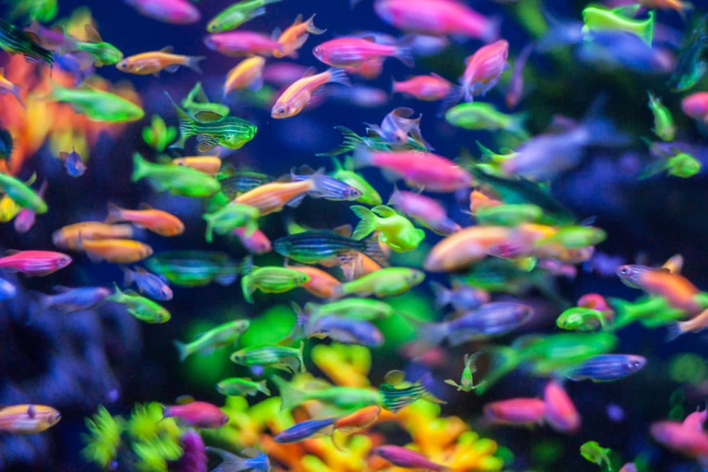 Brasile: è allarme per l’invasione di pesci fluorescenti