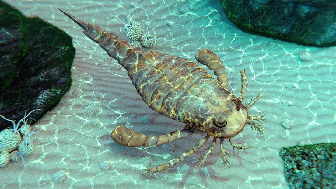 Identificata nuova specie estinta di scorpione di mare. Aveva una lunghezza di oltre un metro