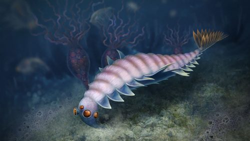 Scoperta strana specie animale sottomarina con cinque occhi e proboscide