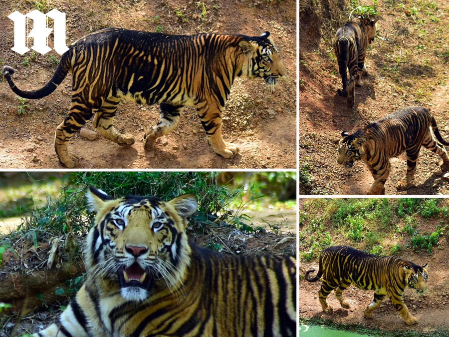 India: fotografate due rarissime tigri nere. Sono solo otto esistenti in tutto il mondo