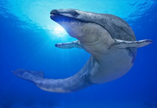 Balena basilosauro