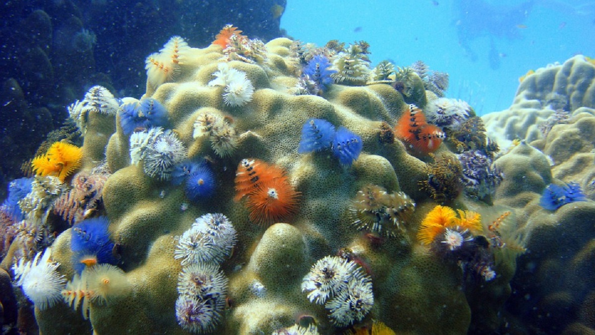 Bioinvasioni-del-Mediterraneo-1.jpg