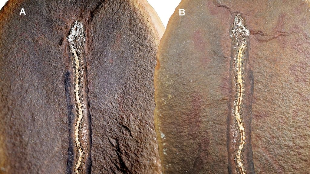 Estranho-fossil-antigo-de-cobra-pego-no-ato-de-perder-1.jpg