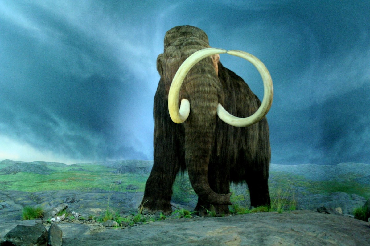 Gran Bretagna: scoperti i resti di mammut e rinoceronti lanosi dell’era glaciale