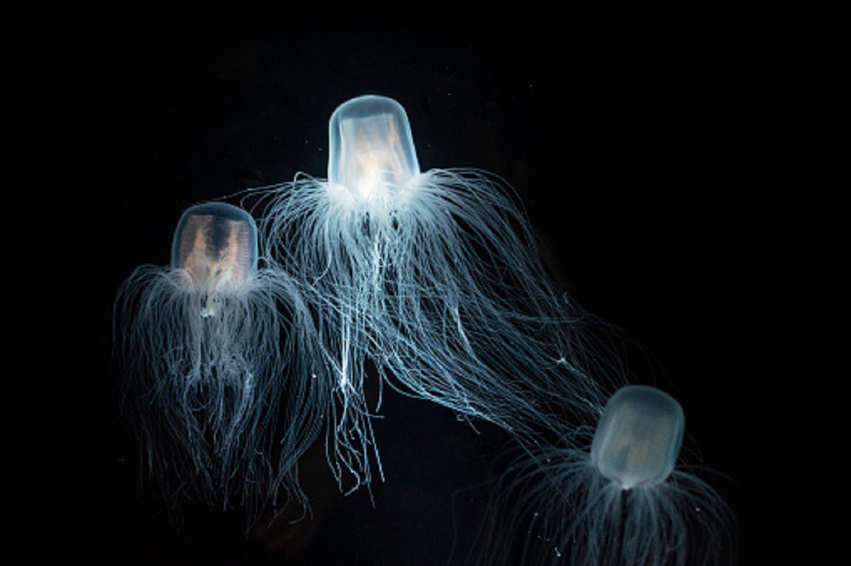 Esiste una medusa immortale? Sì, la Turritopsis Nutricula ed ha un potere speciale