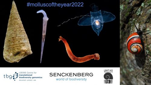 Mollusco Dell’Anno 2022, ecco il Vincitore
