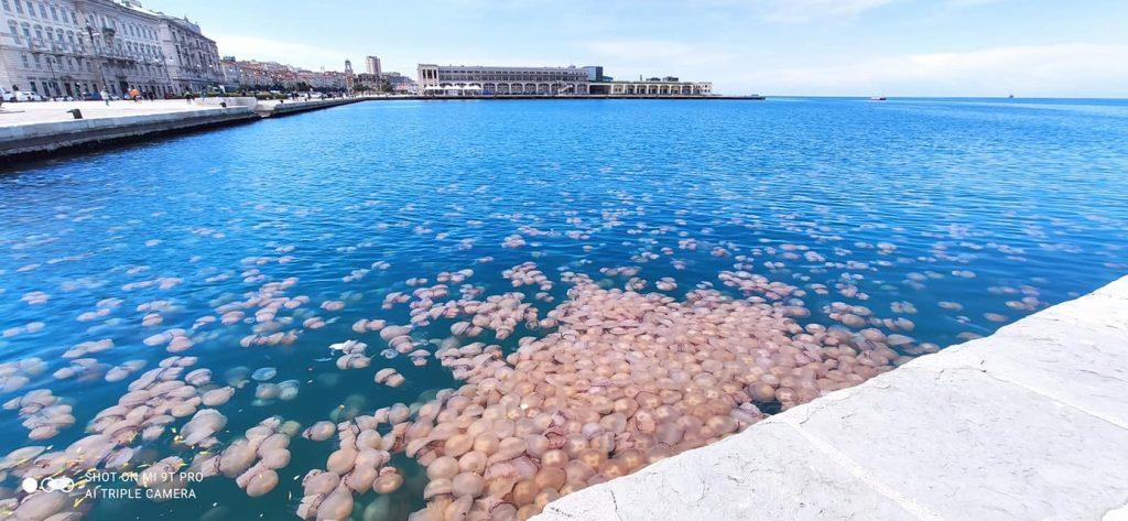 Trieste di nuova invasa dalle maxi-meduse