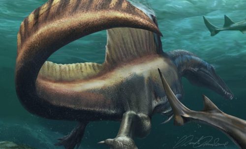 Era lo spinosauro il più grande predatore di tutti i tempi, aveva ossa dense e compatte