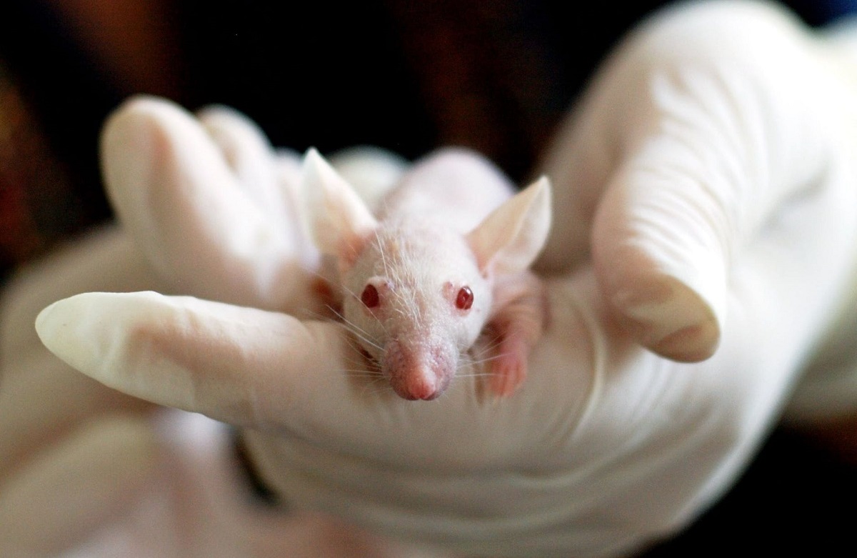 Eseguito studio su topi ringiovaniti grazie a una terapia che riprogramma le cellule senza effetti collaterali