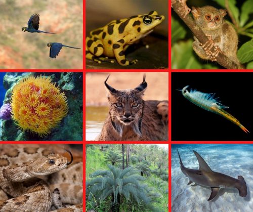 Natura selvatica: secondo l’Onu più di un milione di specie è a rischio estinzione