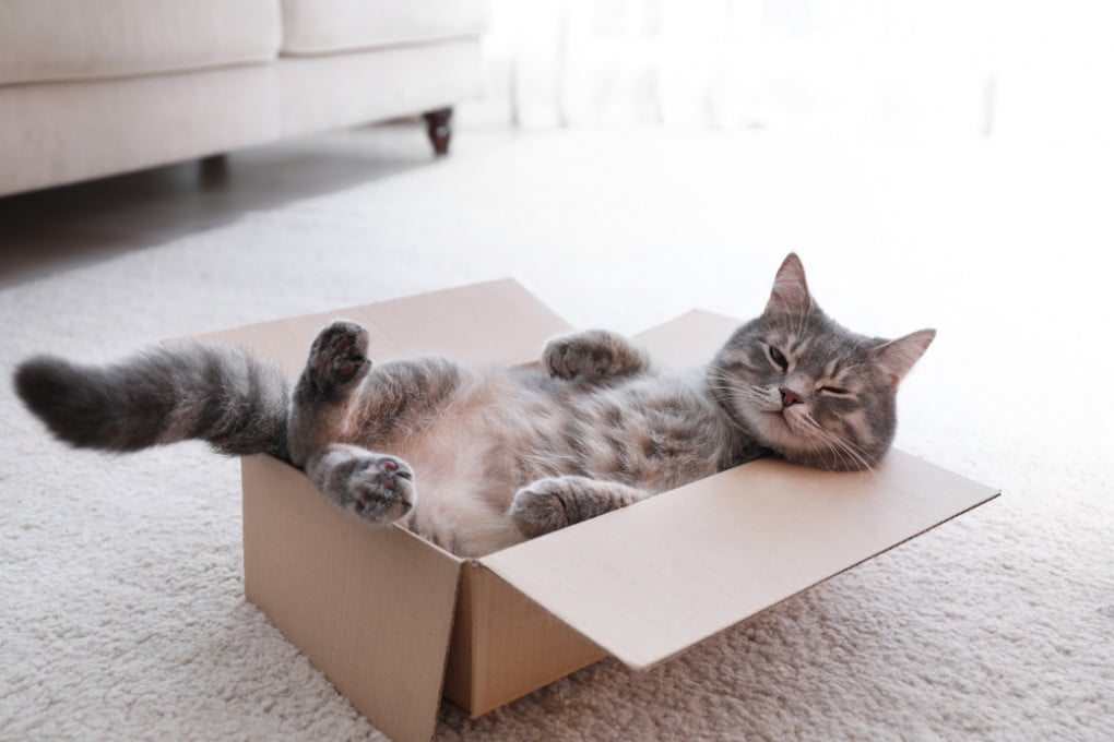 gatti-scatole-1.jpg