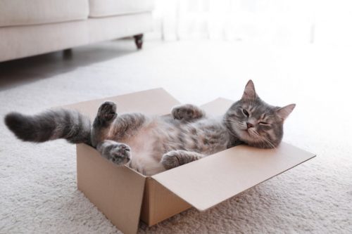 Perché i gatti amano le scatole? La risposta degli scienziati