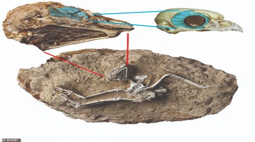 Cina: fossile di un gufo del Miocene rivela che l’animale cacciava alla luce del giorno