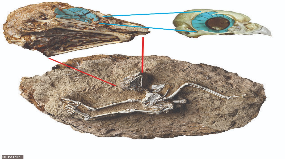 Cina: fossile di un gufo del Miocene rivela che l’animale cacciava alla luce del giorno