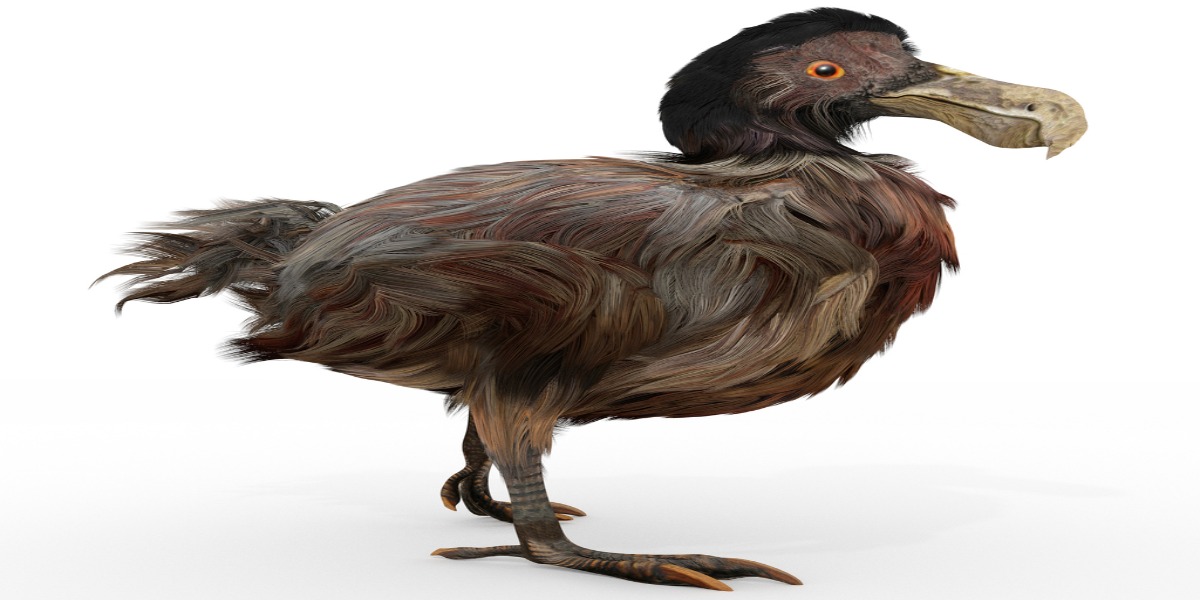 Il ritorno del Dodo? Gli scienziati hanno sequenziato il genoma dell’uccello estinto