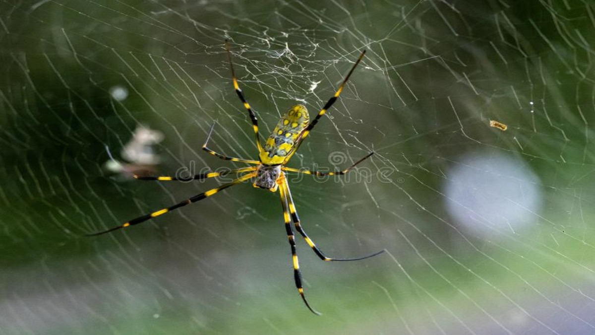 m_nepal-clavata-joro-orb-weaver-ragno-sulla-tela-una-nepalese-un-tipo-di-escreto-originario-del-giappone-dove-si-chiama-gumo-o-161498864-1-1.jpg