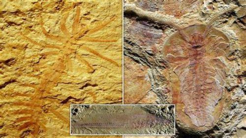 Cina: scoperti numerosi fossili risalenti a 500 milioni di anni fa nel delta di un fiume