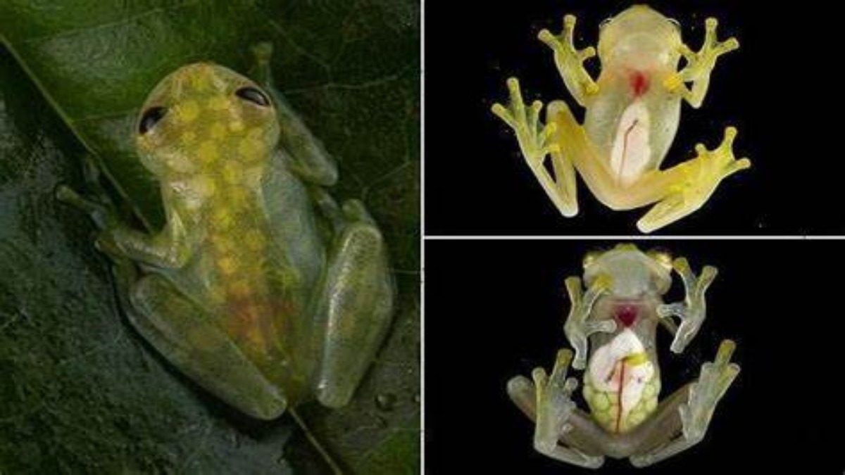 Ecuador: scoperte due nuove specie di rane di vetro