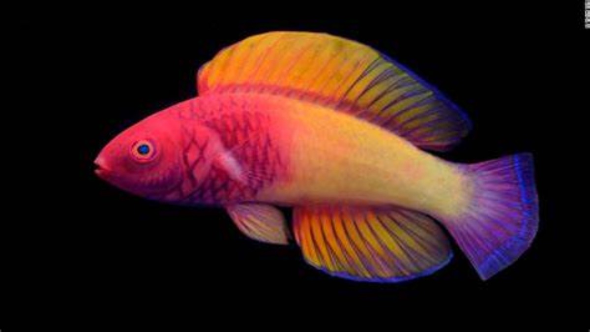 Scoperta una nuova specie di ‘rainbow fish’