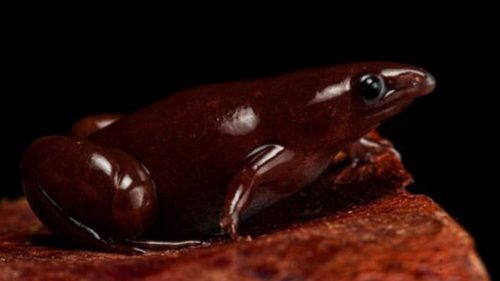 Scoperta una nuova specie di rana con la ‘faccia da tapiro’: l’annuncio degli esperti
