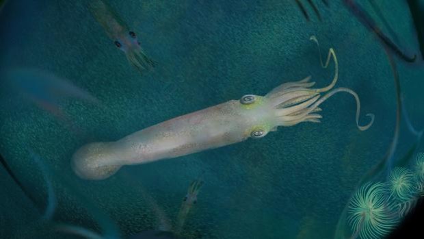 Un cefalopode ‘vampiro’ con 10 tentacoli popolava la Terra 330 milioni di anni fa