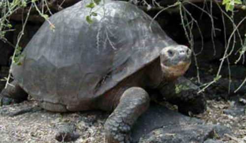 Nuova specie di tartaruga gigante scoperta alle Galapagos: il sorprendente annuncio