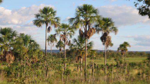 Avanza la crisi climatica, ma in Amazzonia vi è un albero tropicale che potrebbe rallentarla