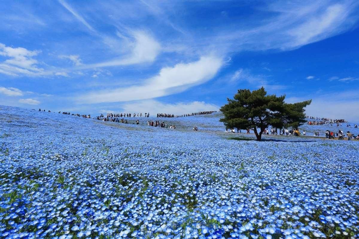 Nemophila blu - Giappone