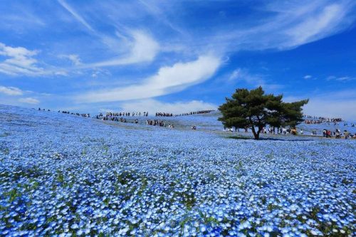 Giappone: ecco la spettacolare fioritura Nemophila blu che lascia tutti esterrefatti