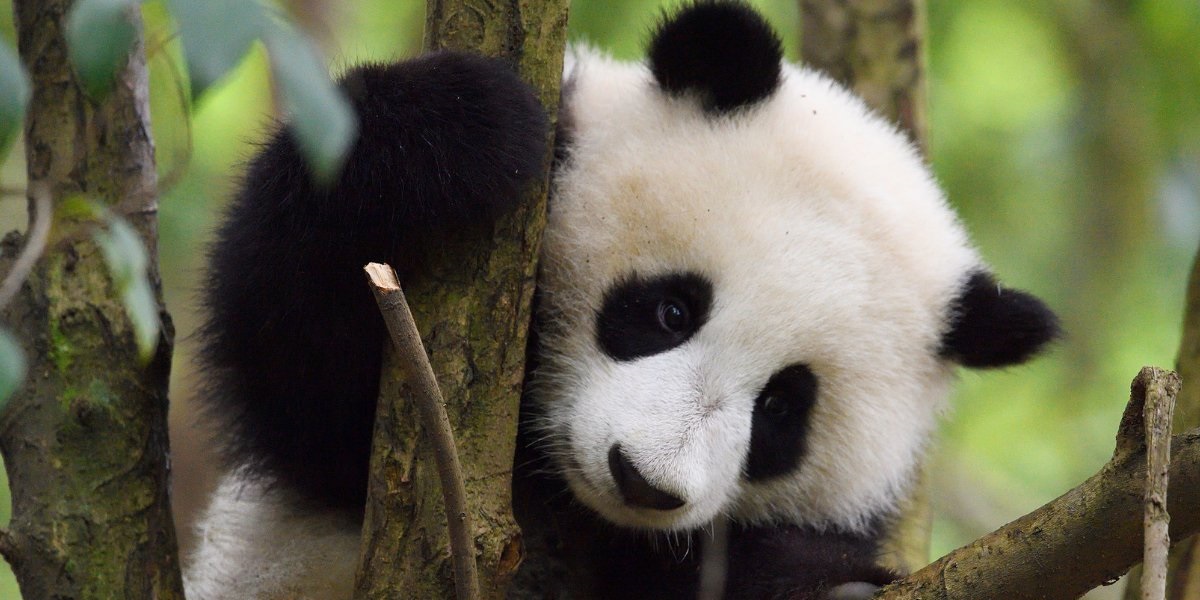 Perché i panda giganti hanno il pelo bianco e nero? Il motivo è per una giusta causa
