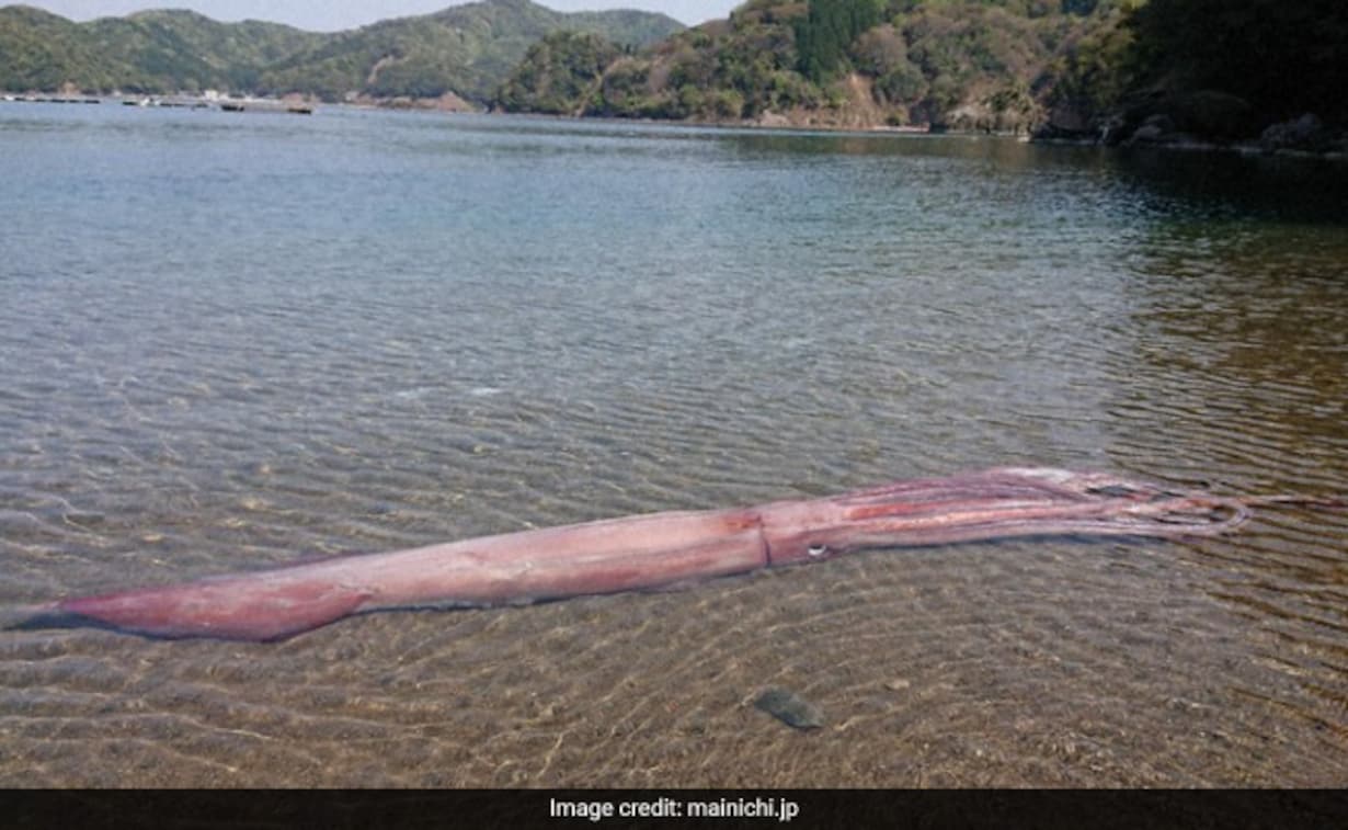 Gigantesco calamaro vivo raggiunge le coste del Giappone. Il video