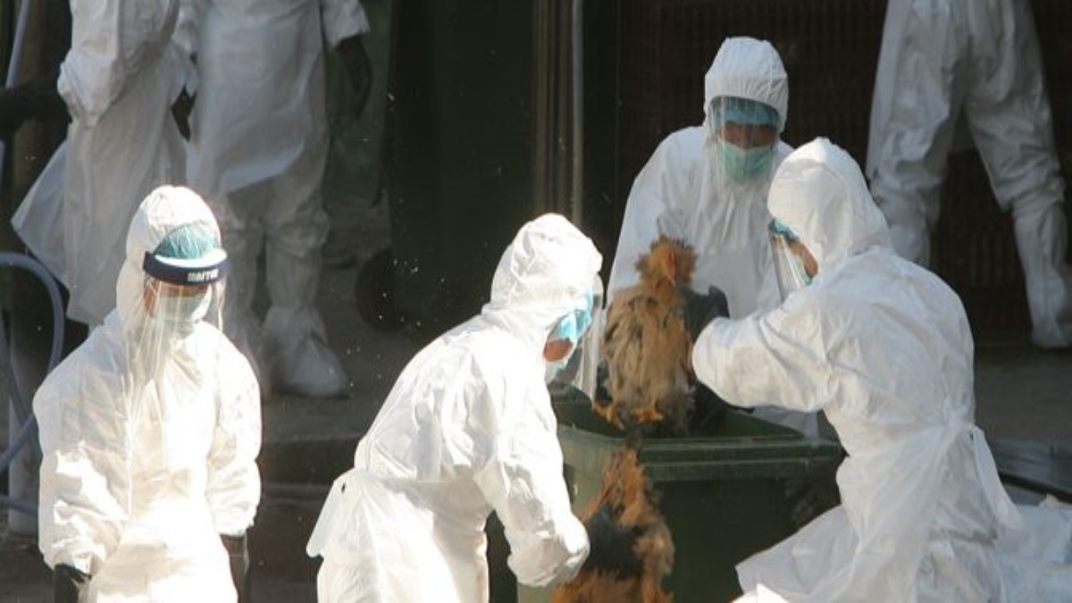 Cina: prima morte umana a causa dell’influenza aviaria H3N8