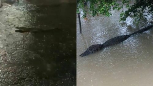 Brasile: dopo il forte maltempo avvistati alligatori nuotare per le strade della città. VIDEO