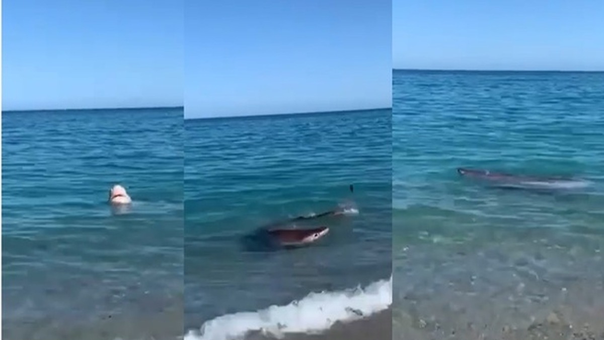 Calabria: avvistato uno squalo a pochi metri dalla riva a Badolato. VIDEO