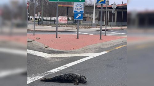 Cucciolo di foca recuperato mentre vagava per le strade di Long Island