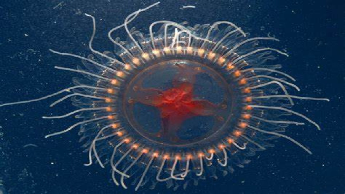 Scoperta una nuova specie di medusa nell’Oceano Pacifico. VIDEO