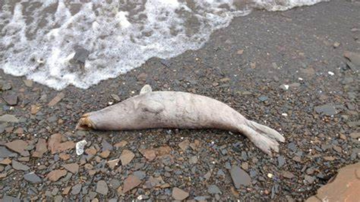 Kazakistan: decine di foche trovate morte misteriosamente