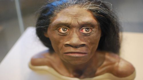 L’homo floresiensis è ancora vivo? Ecco l’incredibile ipotesi degli esperti