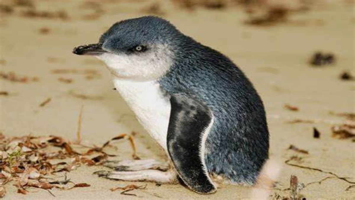 Mistero in Australia: dozzine di pinguini trovati decapitati