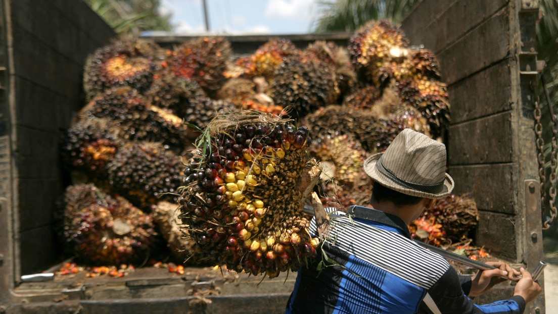 L’Indonesia vieta l’esportazione di olio di palma. Volano i prezzi degli oli da cucina