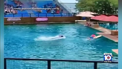 Un delfino attacca addestratore durante uno spettacolo. Il video