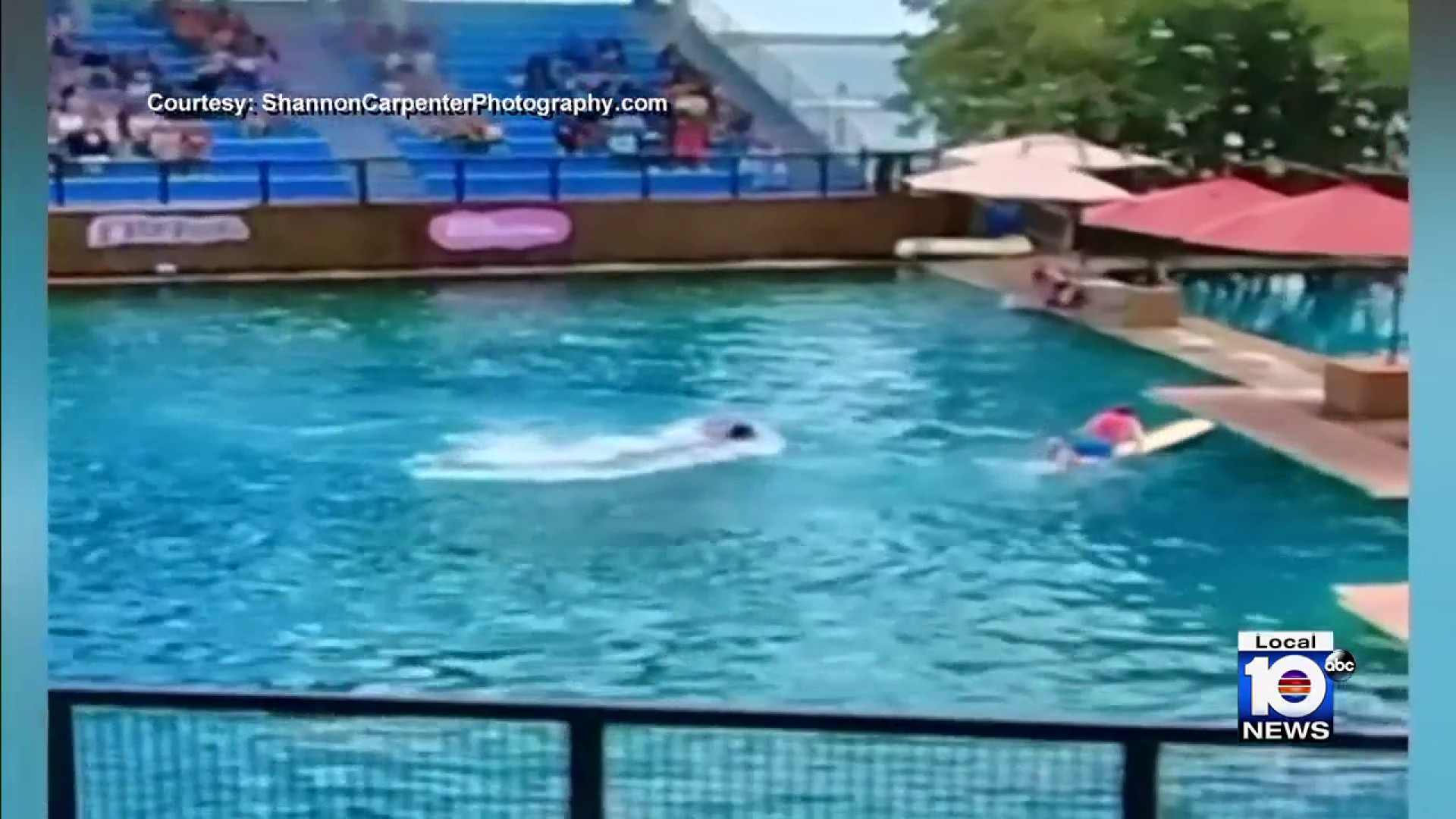 Un delfino attacca addestratore durante uno spettacolo. Il video