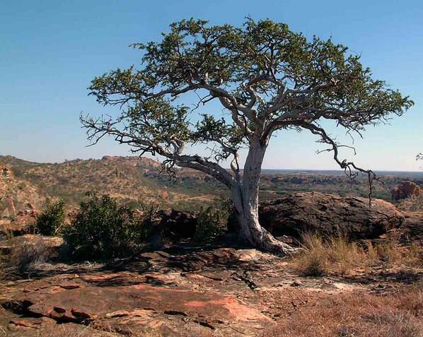 radice-albero-piu-profonda-al-mondo-1.jpg