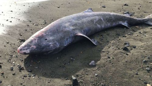 Groenlandia: squalo di 100 anni morto per meningite. Non era mai accaduto